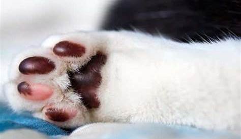 Can Cat’s Paw Pad Change Color? Is It Normal?