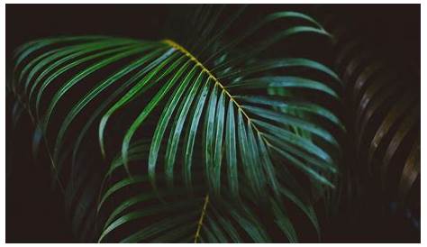 🔥 [47+] Palm Leaves Wallpaper WallpaperSafari