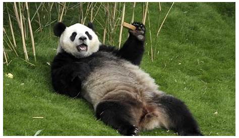 What Do Pandas Eat? And Other Giant Panda Facts | Stories | WWF