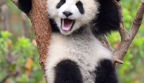 Panda's - panda-info