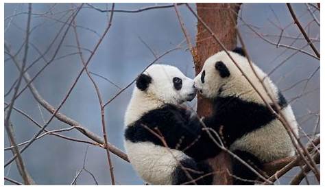 Pandas in China fotografiert für neuen Bildband I Tiergarten Schönbrunn