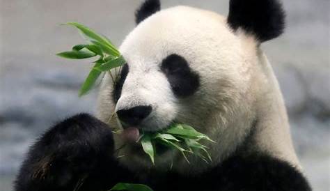 Große Pandas leiden unter Fragmentierung ihrer Lebensräume - Natur
