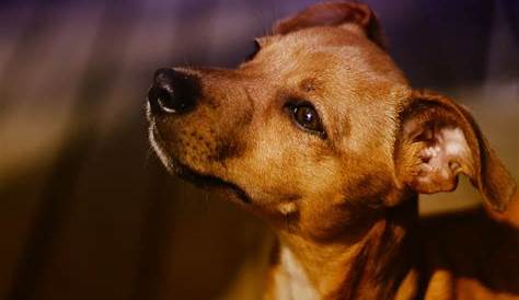 Imprensa fatura alto com falsa história do cachorro Caramelo – Matéria