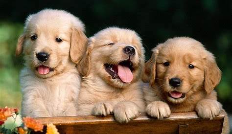 Cachorros podem sorrir, como no vídeo que se espalhou? | VEJA