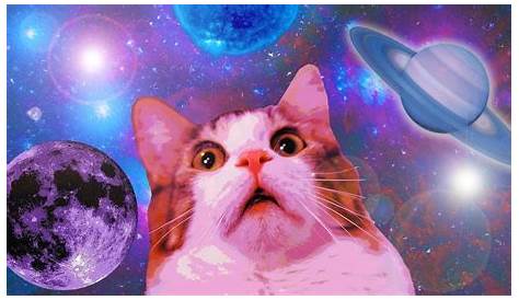 Pin by Renata Maquile on Wallpapers bonitos | Cute cat memes, Cute cat