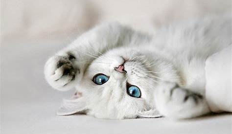 Gatinhos Fofinhos: Gatinhos... Lindos papéis de parede de gatos!!