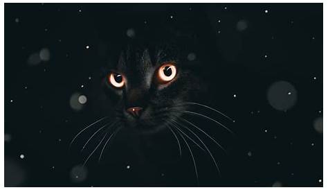 Papel de parede : gato, Animais 2048x1414 - WallpaperManiac - 1195626