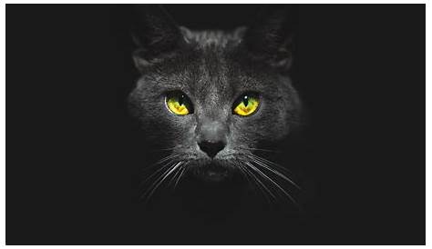 Descargar fondos de pantalla en blanco y negro de los gatos, 4k