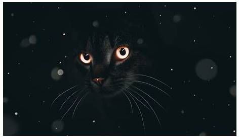 Wallpaper kitty | Quadrinhos de gato, Papel de parede de gato, Gato psicodélico