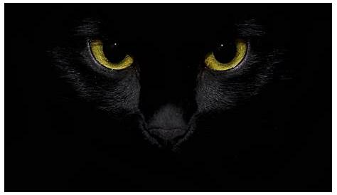 27 Black Cat Wallpapers - Wallpaperboat