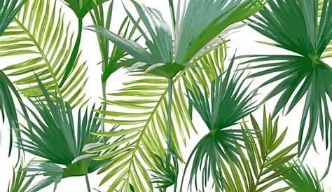 Photo papier peint murale nontissée Feuilles de palmier