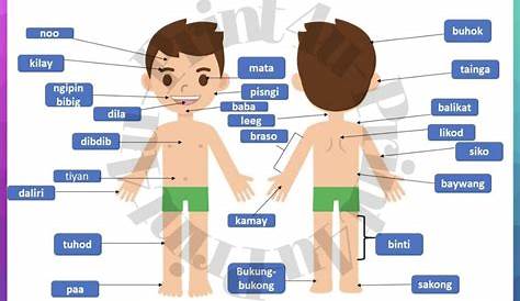 Bahagi Ng Katawan Worksheet