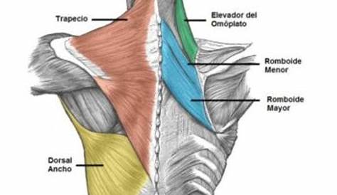 Músculos de la espalda: cuáles son y funciones - MENzig