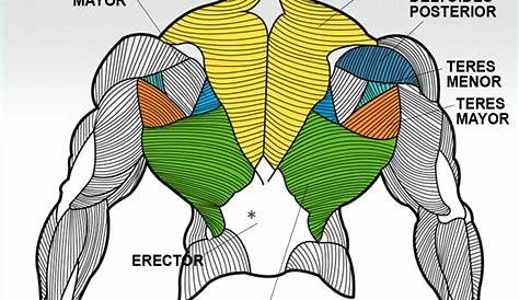 músculos de la espalda (ESPALDA) Medicine Notes, Medicine Studies