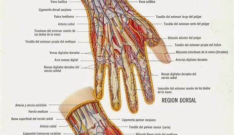 Anatomía de la palma y los dedos
