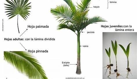 Qué es una palmera y qué tipos hay | Jardineria On