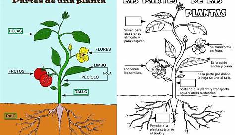 LA REPRODUCCION DE LAS PLANTAS: dibujo de las partes de una planta