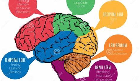 Juegos de Ciencias | Juego de Partes del cerebro humano | Cerebriti