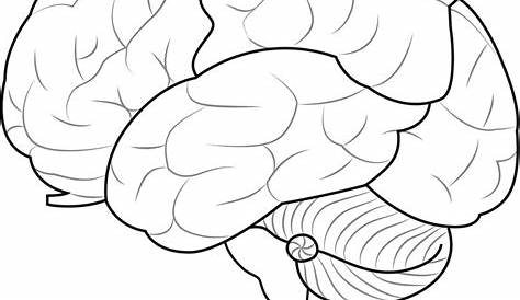Dibujo de Cerebro Humano para colorear | Dibujos para colorear imprimir