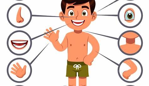 Body Parts Clipart Vector, Kid Body Parts Child Boy, Children, Chest