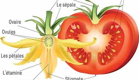 Pourquoi les fleurs de tomates ne donnent-elles pas de fruits