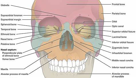 Anatomy of Skull Illustration | Anterior View Labelled – Medical Stock