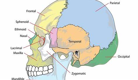 Lateral view of human skull anatomy with annotations — healthcare