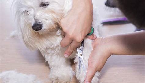 Paw before | Dog grooming styles, Grooming style, Dog grooming