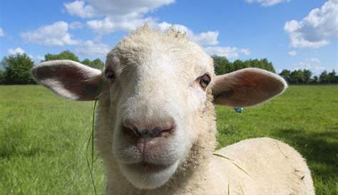 Voici le mouton à nez noir du Valais ou le mouton le plus mignon du