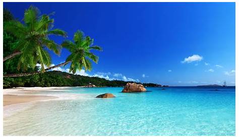 Sunset, sea, summer, palm, sky, tropics, caribbean, paradise wallpaper