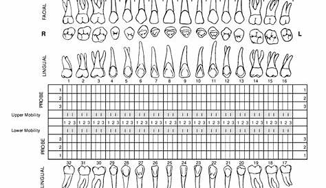 Pdf Printable Dental Charting Forms