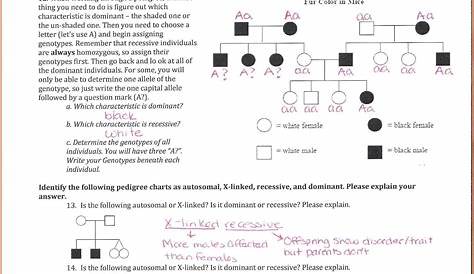 Pedigree Charts Worksheet Answers —