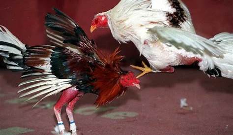 casas de gallos de pelea – Mcascidos