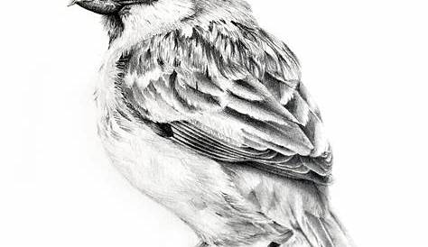 Pencil Drawing Images Of Birds Sketch Bird