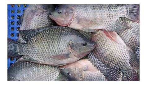 Olahan Ikan Nila Oleh-Oleh dari Sleman untuk Pemudik | Republika Online