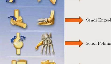 √ Fungsi Tulang Pergelangan Tangan Pada Tubuh Manusia