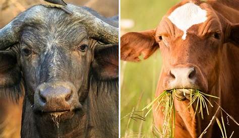 perbedaan daging kerbau dan sapi