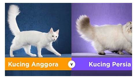 8 Perbedaan Kucing Anggora dan Persia dalam Tabel dan Gambar | Dan
