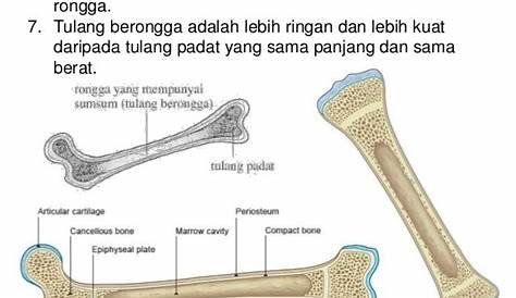 EKSPERIMEN MENGUJI KETAHANAN TULANG PADAT DAN TULANG BERONGGA | SAINS