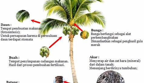 Pohon Kelapa - Klasifikasi, Morfologi & Jenisnya