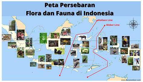 Gambar Peta Persebaran Flora Dan Fauna Di Indonesia – Materi Belajar Online