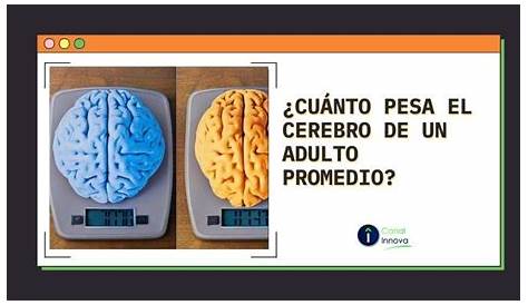 ¿Cuánto pesa el cerebro de un adulto?