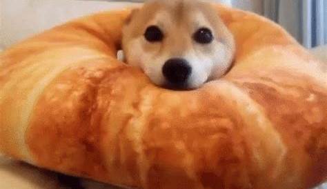 Doge Meme GIFs | Tenor