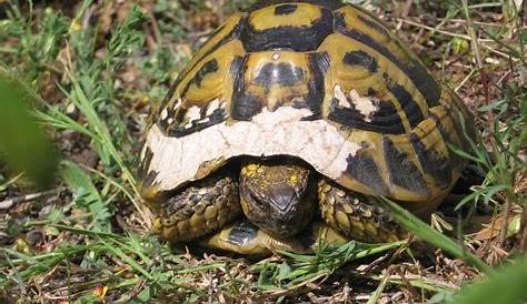 Les tortues terrestres : lieu de vie, alimentation