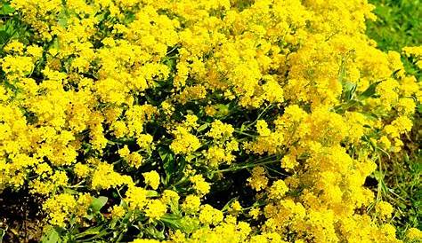Unkraut mit gelben Blüten: 20 gelb blühende Arten - Gartenlexikon.de