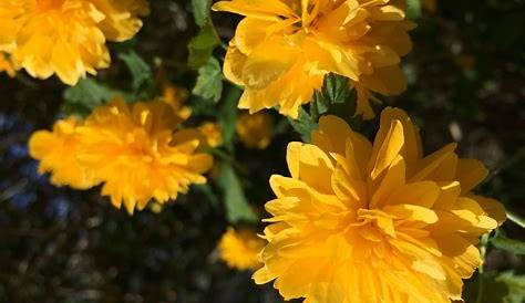 Ausdauernd gelb blühendes Kraut - die Färberkamille - stephanusgarten