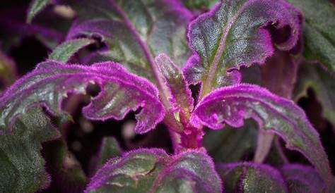 Purple Plant Trio - 3 verschiedene Pflanzen mit lila Blättern - 12 cm