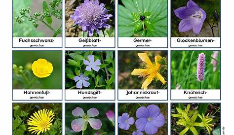 Botanische Pflanzennamen