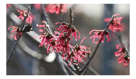 Winterpflanzen für Balkonkästen: 16 schöne Winterblumen für Balkone