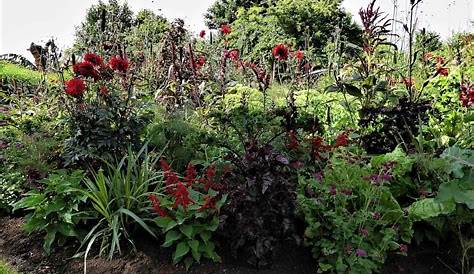 Unverzichtbare Pflanzen für einen tollen Herbstgarten! - Topfgartenwelt